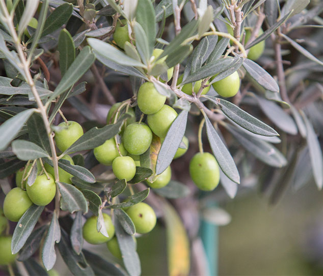 Aceituna-Aloreña-en-alahurin-el-grande